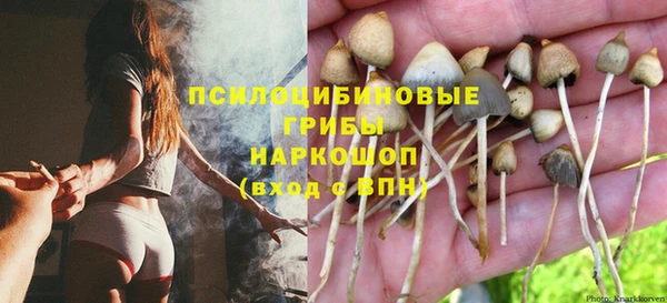стафф Новозыбков